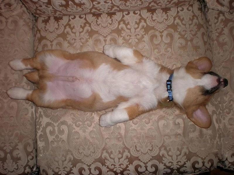 Bé ngủ ngửa an toàn trên đệm nôi Moony