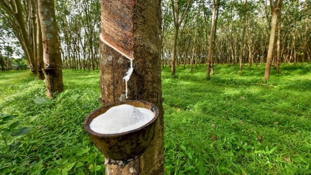 cấu trúc cao su tự nhiên và sbr minh họa