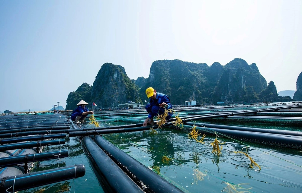 Chăn Ra Thanh Thủy tem nhãn và đường may sắc nét