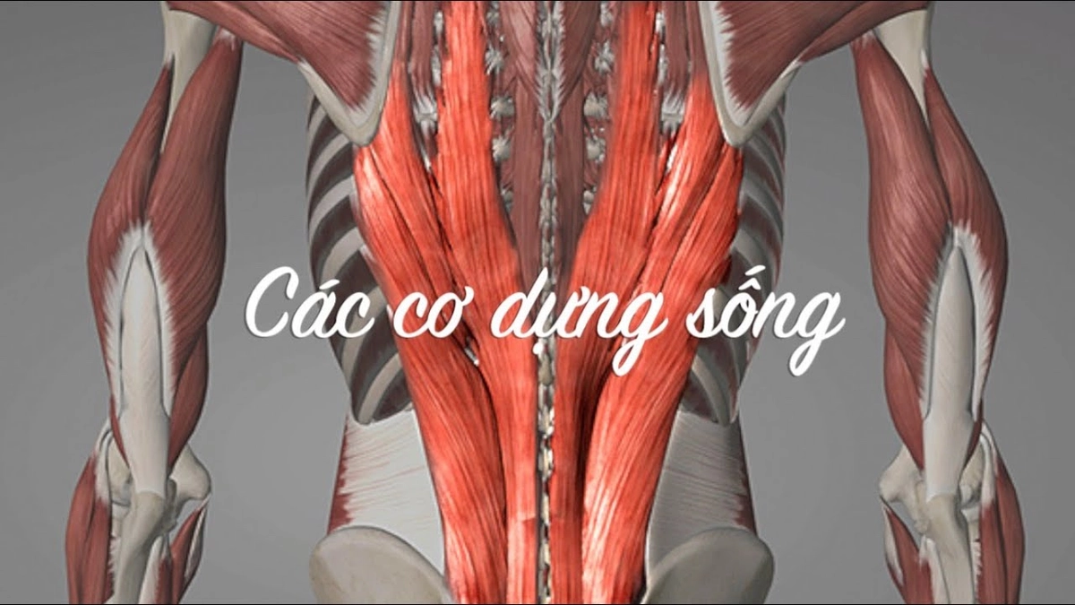 Mặt cắt đệm Liên Á với vùng hỗ trợ lưng