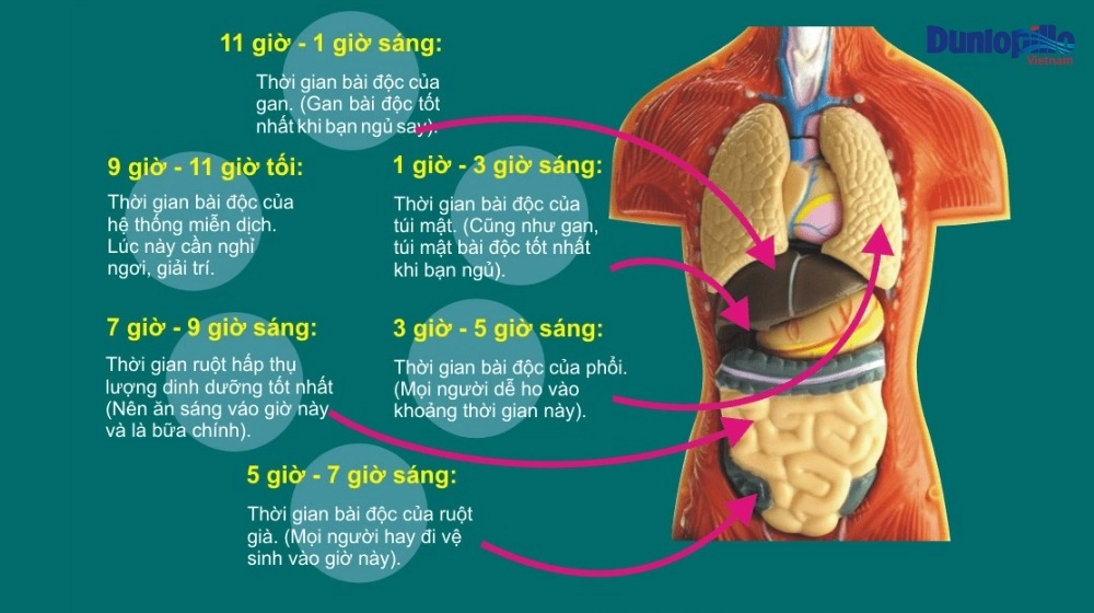 Mốc thời gian Dunlopillo và Kymdan qua thập kỷ