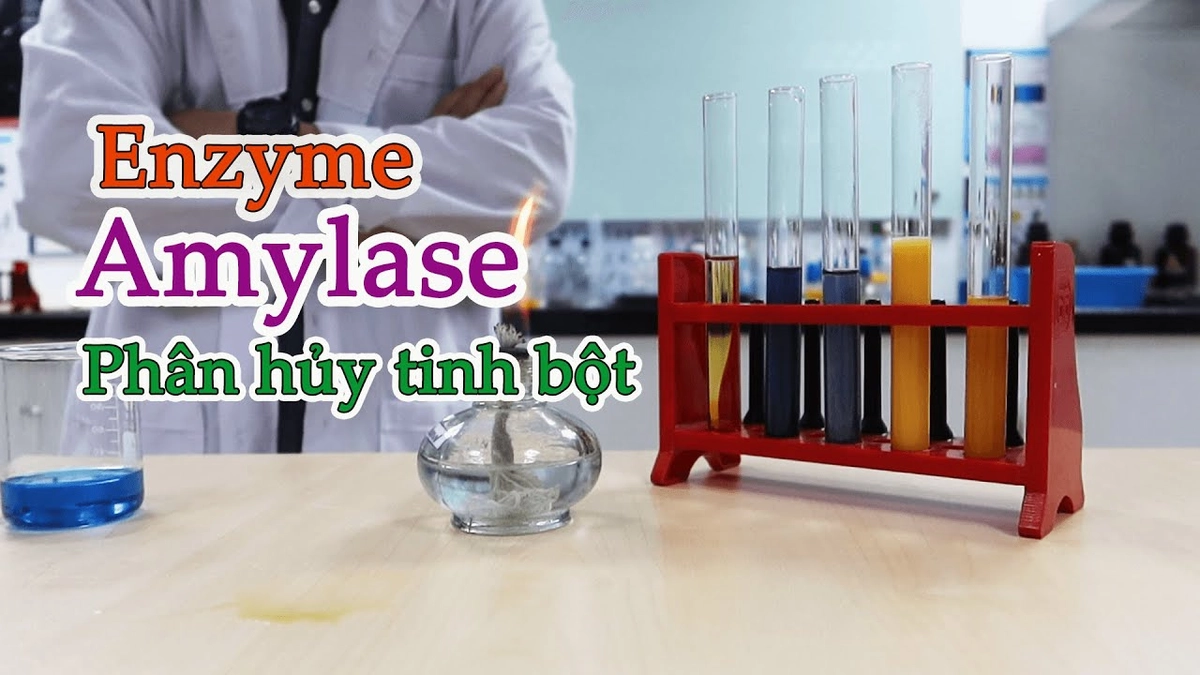 dung dịch enzyme phân hủy vết nước tiểu