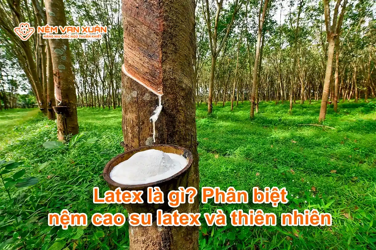 so sánh latex thiên nhiên và cao su non Liên Á